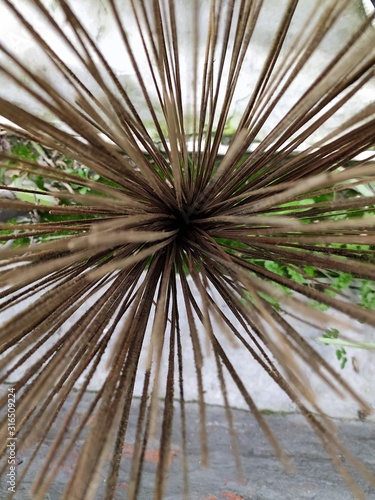 palm leaves on a white background of blue sky