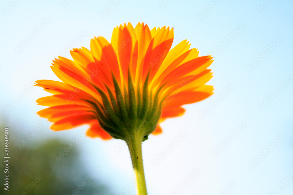 Calendula officinalis blooming in the garden.