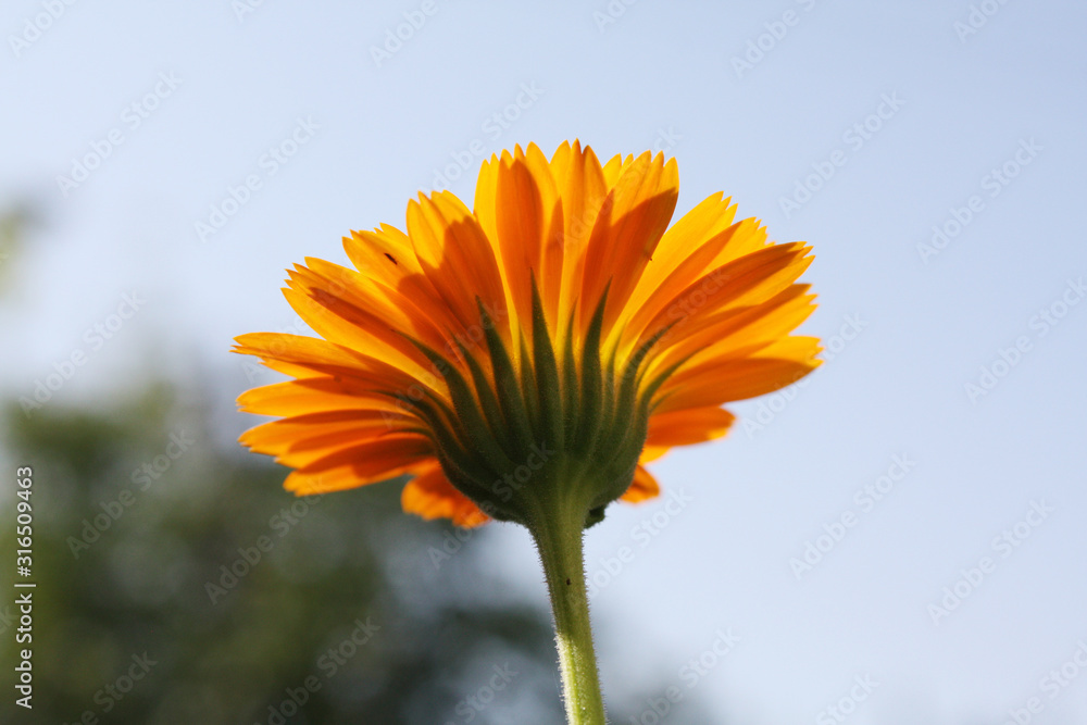 Calendula officinalis blooming in the garden.