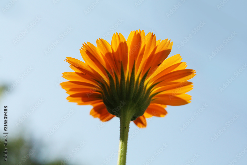 Calendula officinalis blooming in the garden.