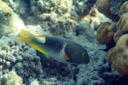 Unterwasseraufnahmen: Brasse, Korallen