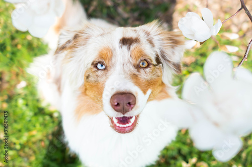 Canvastavla Beautiful red merle australian shepherd dog between blossom bush in spring in the park