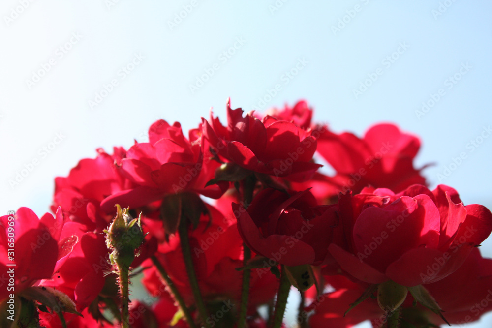 Bush of red roses in the garden.