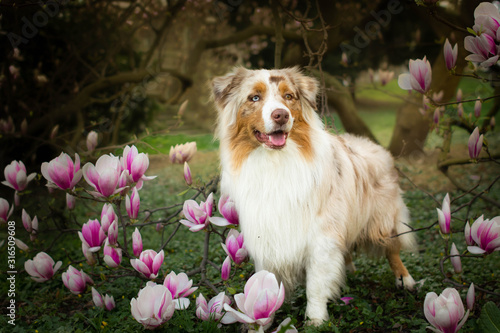 Beautiful red merle australian shepherd dog between blossom bush in spring in the park. photo