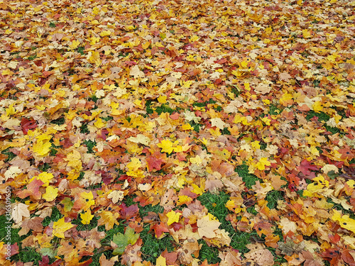 Yellow  red and orange fallen maple leaves on grass at autumn.