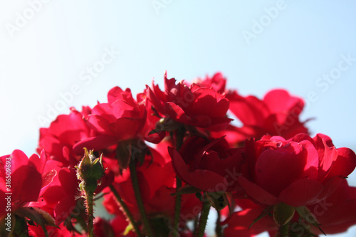 Obraz na płótnie Bush of red roses in the garden. w salonie