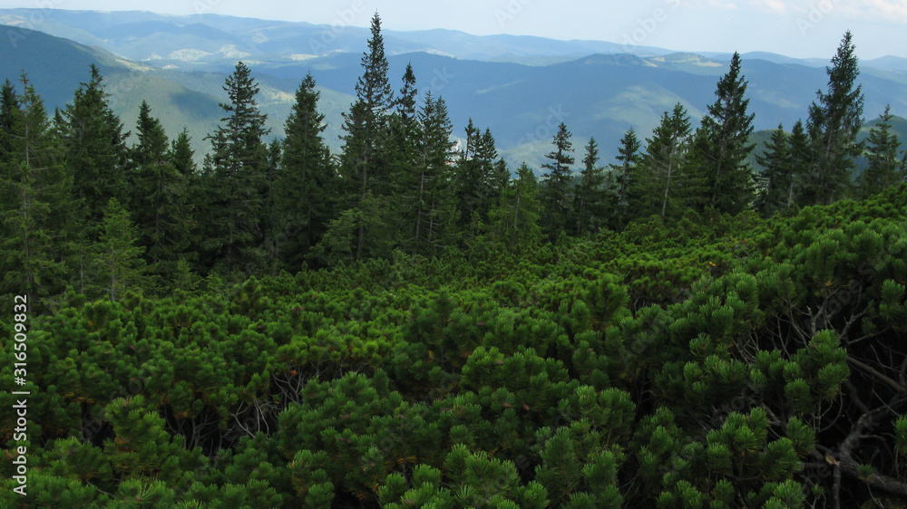 view of the Carpathian mountains on a sunny summer day from the top of Khomyak Mountain, Carpathians, Ukraine view of the Carpathian mountains on a sunny summer day from the top of Khomyak Mountain, Carpathians, Ukraine
