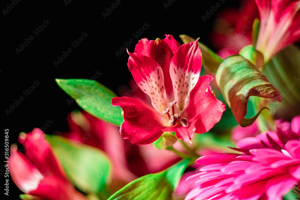 Alstroemeria and gerbera flowers with water drops on a black background