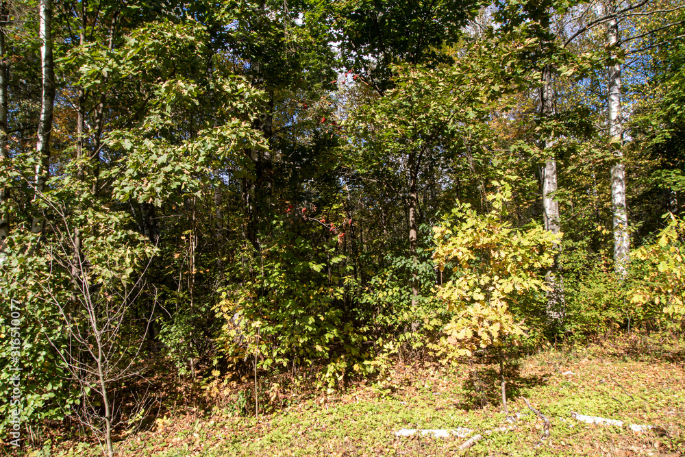 Autumn. Birch, a bush with yellow leaves, in the park Kuskovo. Moscow Autumn. Birch, a bush with yellow leaves, in the park Kuskovo. Moscow