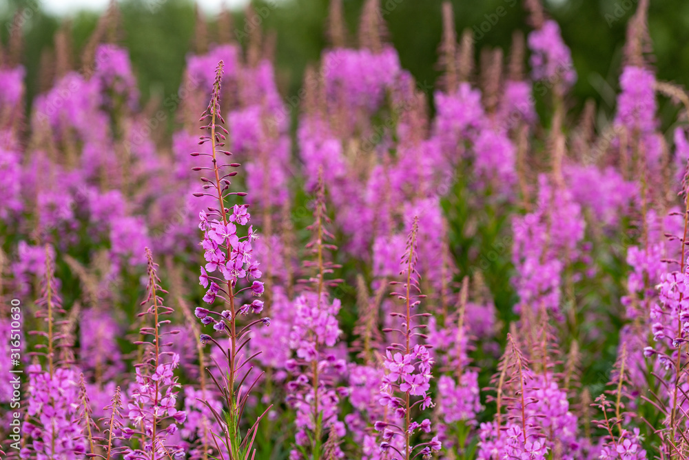 Willowherbs bloom. Rose and purple blooming blossom. Flower field with pink petals in natural environment. Fireweeds, Chamaenerion.
