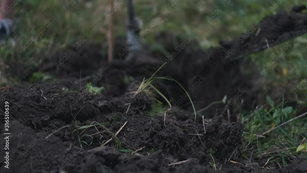 The soil is being tossed with a shovel under a tree in a hole. The soil is being tossed with a shovel under a tree in a hole.