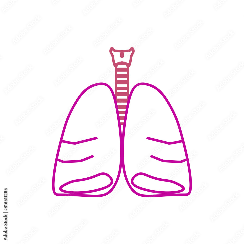 vector icon anatomy of lungs and trachea vector icon anatomy of lungs and trachea