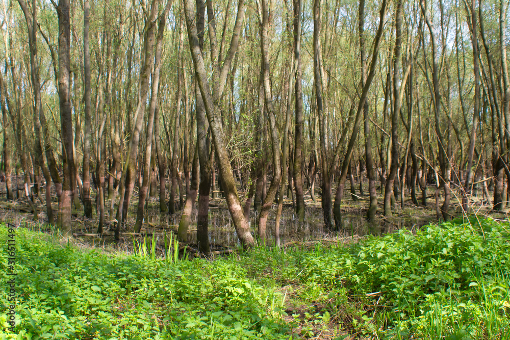 Fototapeta premium Biotope in spring