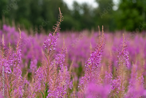 Willowherbs bloom. Rose and purple blooming blossom. Flower field with pink petals in natural environment. Fireweeds  Chamaenerion.