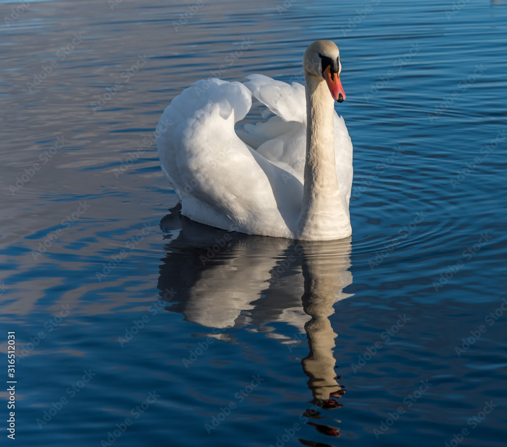 Obraz premium Swan Swimming on a Calm Lake in Latvia