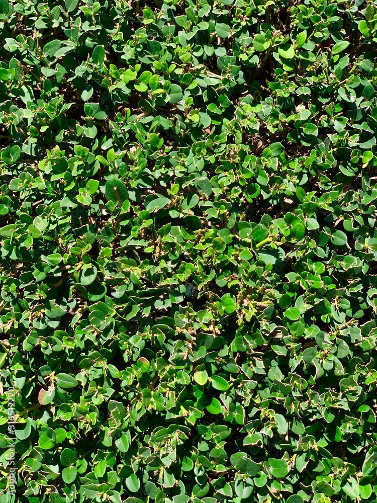 Obraz premium Green leaves as a texture or a background