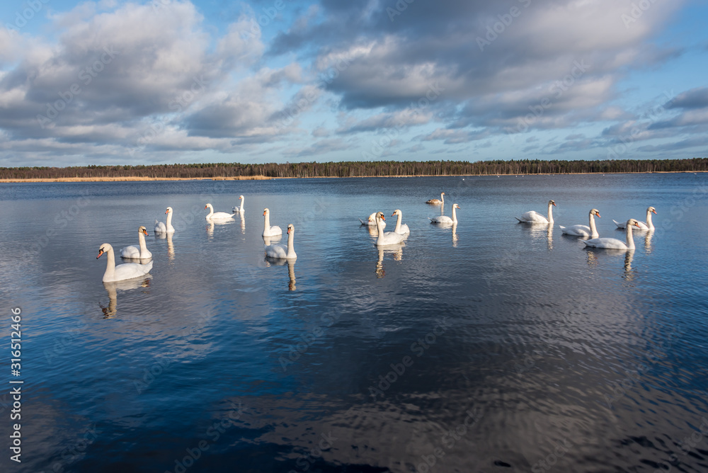 Swans Swimming on a Calm Lake in Latvia