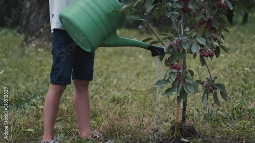 The boy is watering a grounded plum tree with a sprinkler. photo