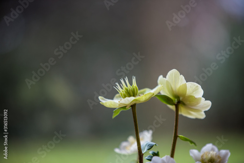 weiße christrose vor einem unscharfen hintergrund photo