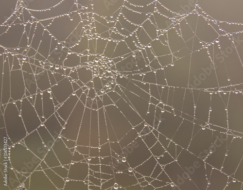 Spinnennetz Makro Foto nach dem Regen mit Regentropfen