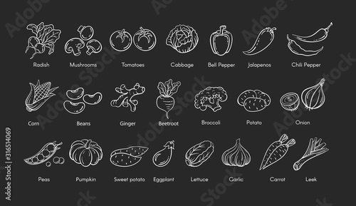 Hand drawn vegetable set vector illustration. White line contour doodle vegetables, eggplant and garlic, corn and mushroom doodle icon with label on white background for restaurant menu retro design