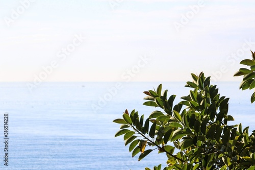  trees on tropical beach