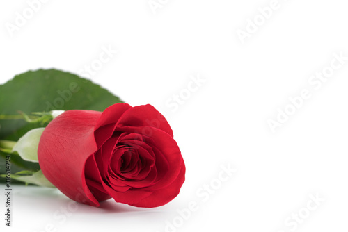 Red rose isolated in white