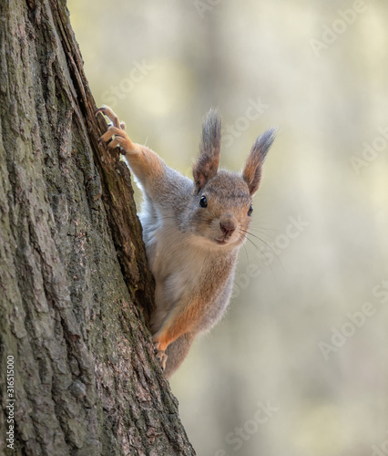 squirrel © Ilya