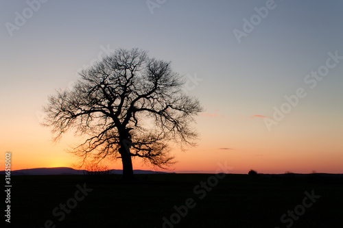 A lonely tree in the sunset somewhere in meadow.