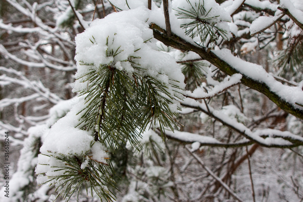 Snow-covered pine branches in winter forest in Kyiv. Ukraine