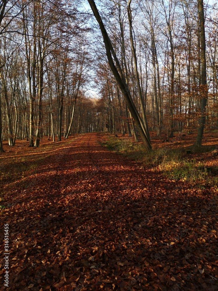 Fototapeta premium autumn in the forest