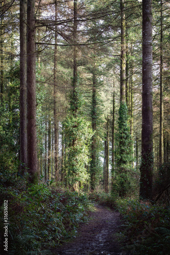 woodland scene in cornwall england uk  © pbnash1964