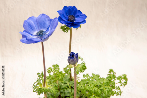 Bild auf Leinwand Three blue anemones with buds, green leaves