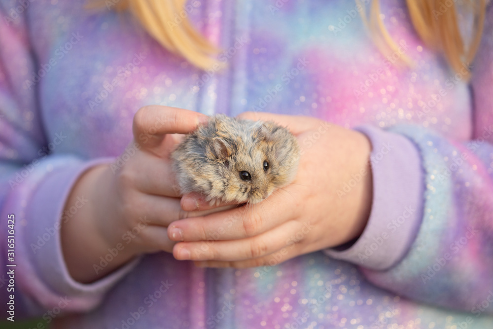 dwarf hamster