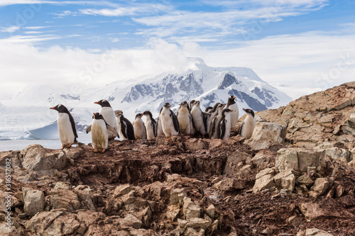 Group of Gentoo baby chick penguins on the stone nest in Antarctica, Argentine Islands.