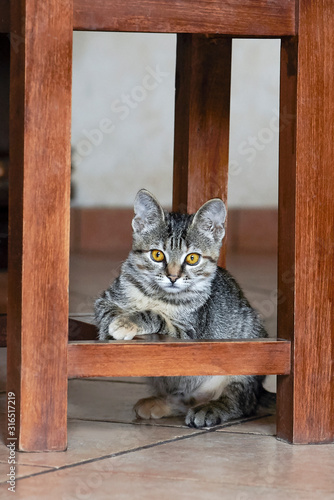 Cute little striped tabby cat with yellow eyes plays under the wooden stool. Indoors, soft focus, copy space.