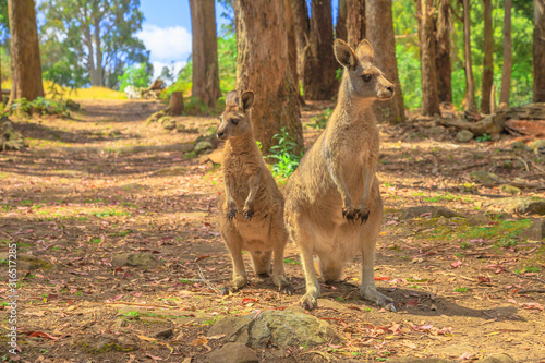 Two kangaroos  Macropus rufus  standing upright in the Tasmanian forests of Australia. Australian marsupial animal in nature.