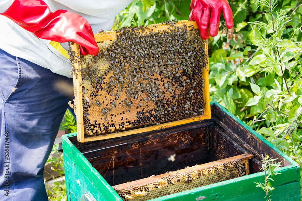 A man works in an apiary collecting bee honey A man works in an apiary collecting bee honey