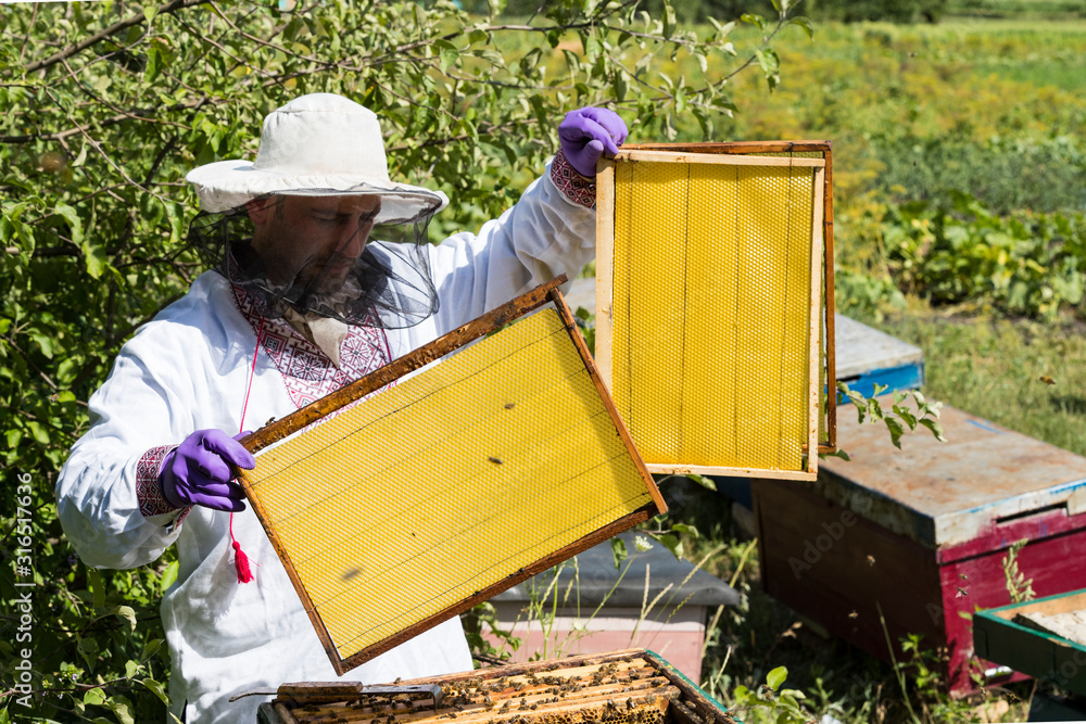A man works in an apiary collecting bee honey A man works in an apiary collecting bee honey