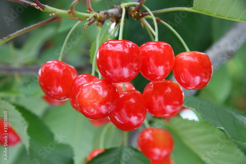 綺麗に実るさくらんぼ