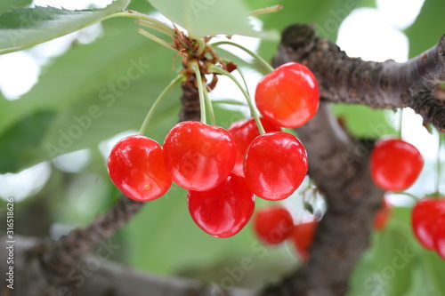 綺麗に実るさくらんぼ