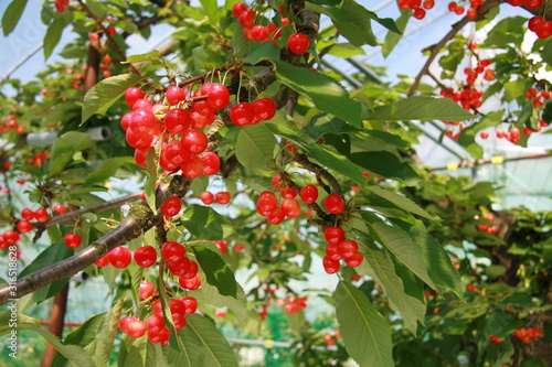 綺麗に実るさくらんぼ