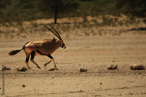 The gemsbok (or gemsbuck) (Oryx gazella) running over the desert in evening sun.