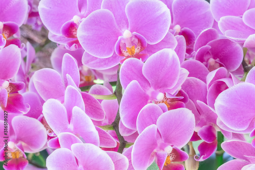 Branch of blooming pink orchid close up Branch of blooming pink orchid close up