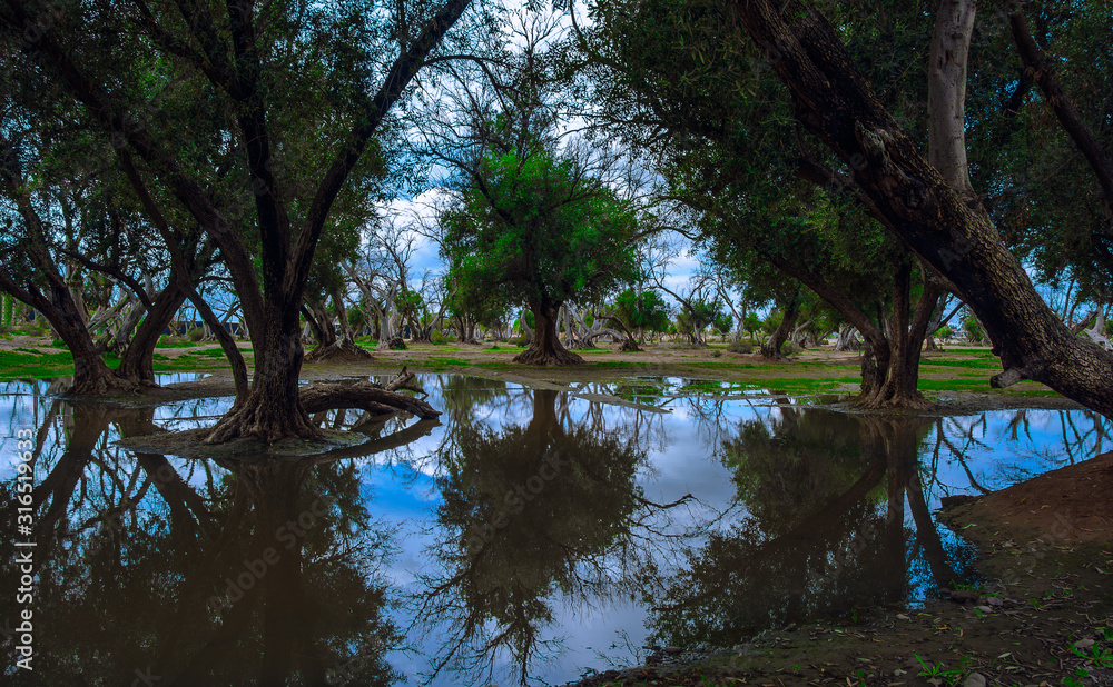 Reflektion Baum Reflektion Baum