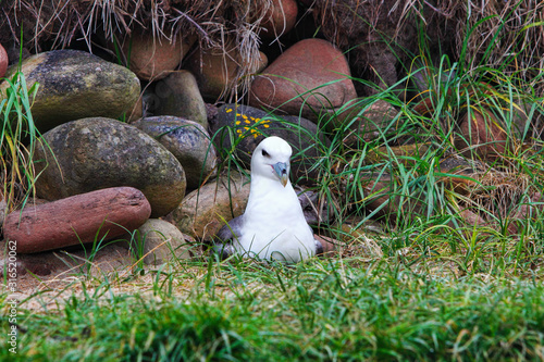Northern fulmar sitting on her nest hollowed out in sand at the base of a stone wall on a beach