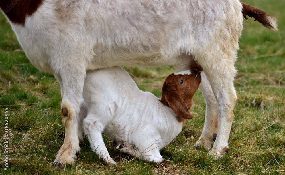 Obraz premium closeup baby goat drinking milk