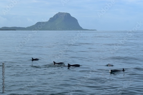 Dolphins enjoying morning tranquil waters in Mauritius with a beautiful mountain in background.