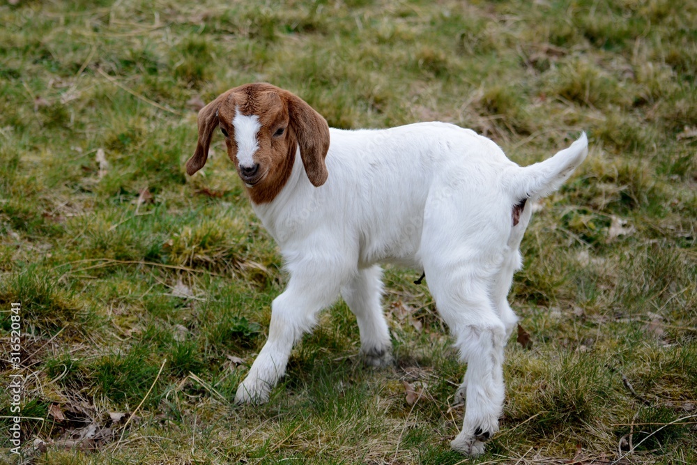 baby goat in meadow