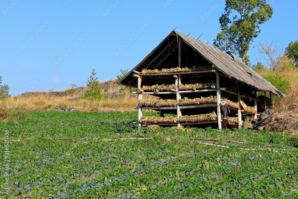 Field of irrigated aubergines and wooden structure with drying onions, Bali, Indonesia.